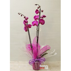 Orquidea Phalaenopsis De...