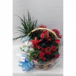 Cesta de Plantas Nacimiento