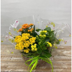 Cesta Kalanchoes
