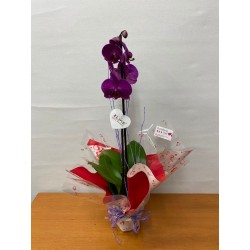 Orquídea Phalaenopsis 1...