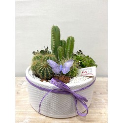 Centro de Cactus y Crasas....