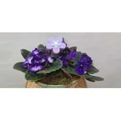 Violetas en base