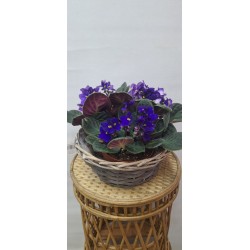 Violetas en base mimbre