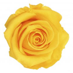 Rosa Preservada Amarilla en...
